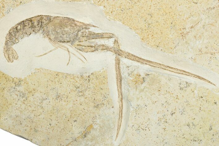 Jurassic Fossil Lobster (Mecochirus) - Solnhofen Limestone #325629